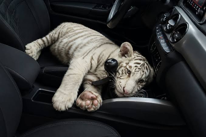 tigre 01.jpg